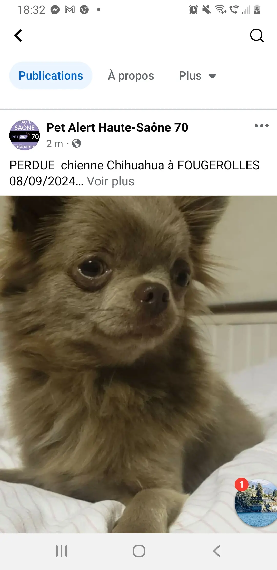 Chienne Perdue 70 Haute-Saône Fougerolles-Saint-Valbert - Lusha