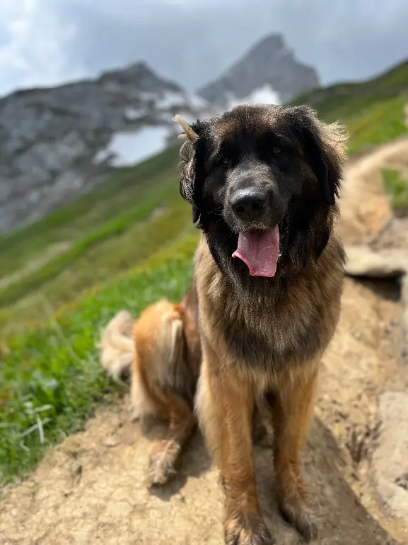 Chienne Perdue 74 Haute-Savoie Fillière - Ella