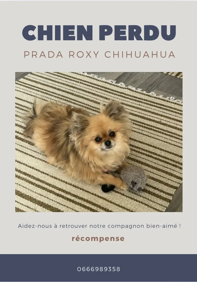 Chienne Perdue 78 Yvelines - Prada-roxy