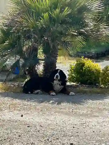 Chienne Perdue 79 Deux-Sèvres Moncoutant-sur-Sèvre - Houpette