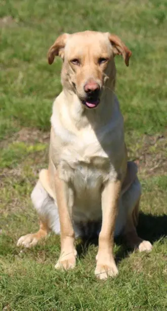 Chienne Perdue 82 Tarn-et-Garonne - Princesse