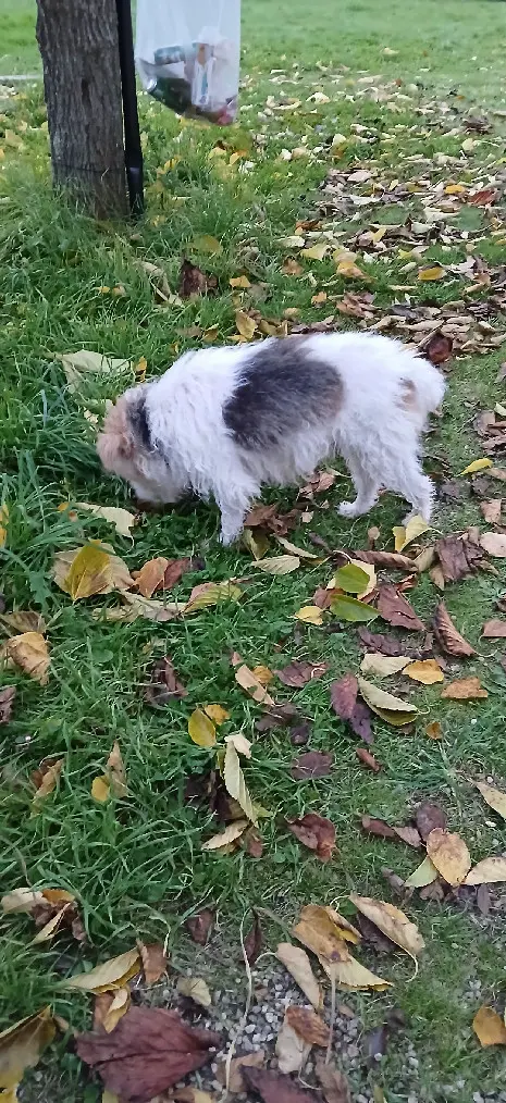 Chienne Perdue 85 Vendée - Ébène