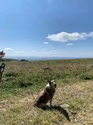 Chienne Trouvée 12 Aveyron - Mila