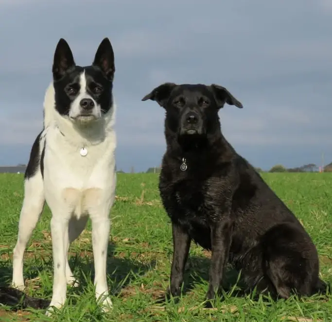 Chienne Trouvée 22 Côtes-d'Armor - Liloo-et-shaps