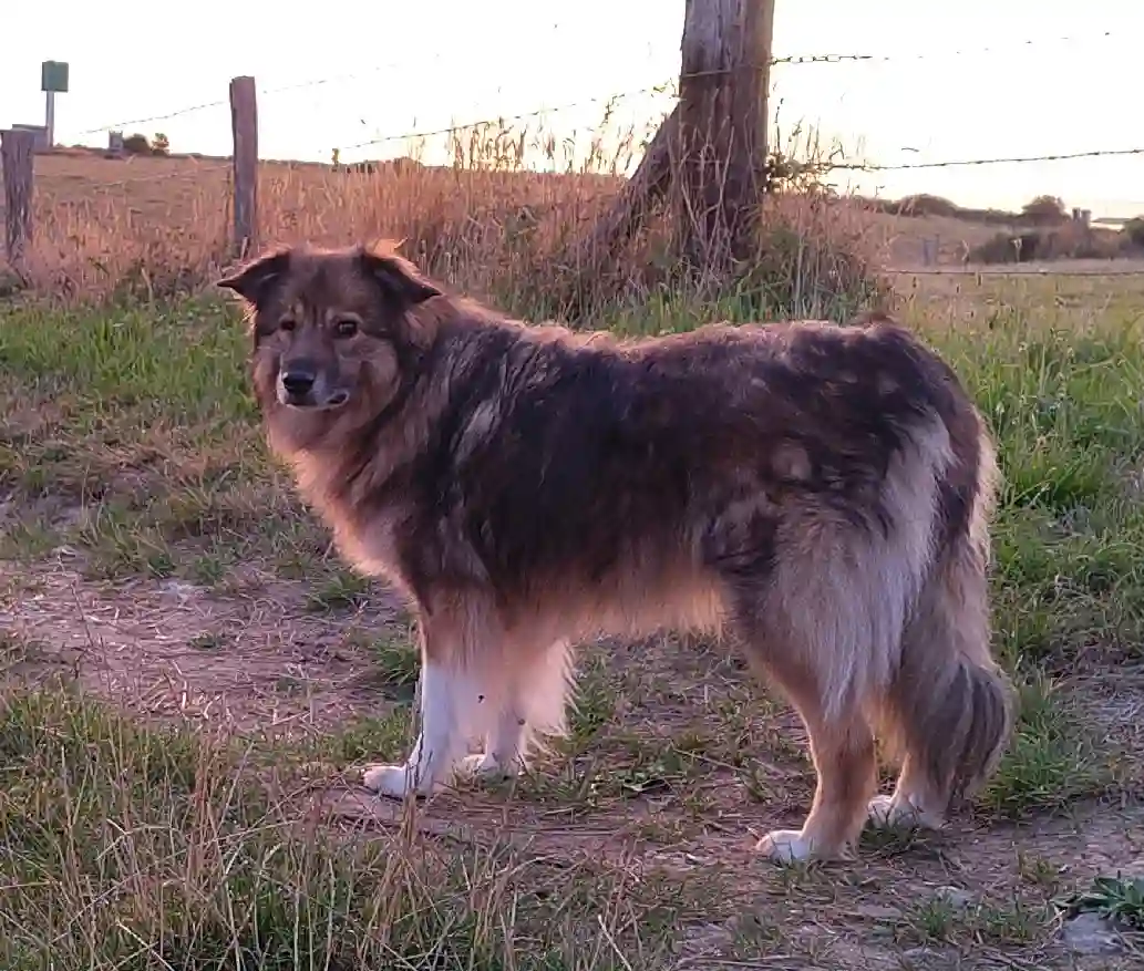 Chienne Trouvée 29 Finistère - Malou