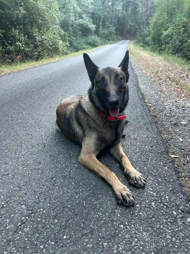 Chienne Trouvée 2B Haute-Corse - Tara