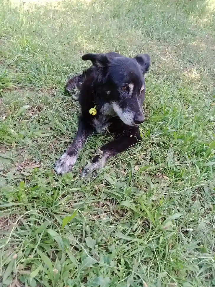 Chienne Trouvée 30 Gard - Tornade