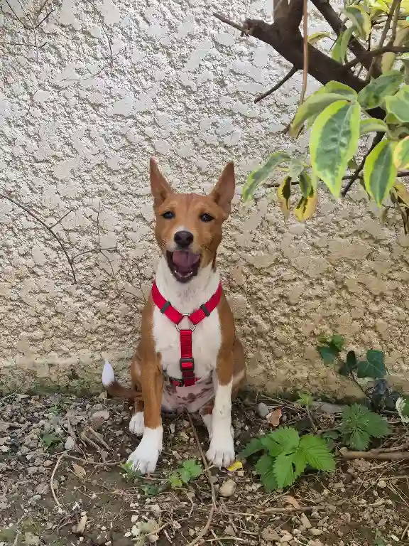 Chienne Trouvée 38 Isère Grenoble - Urfée