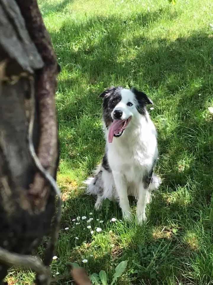 Chienne Trouvée 38 Isère - Pooky