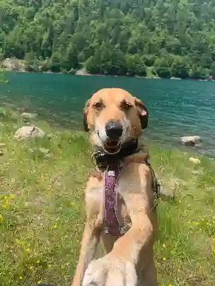 Chienne Trouvée 41 Loir-et-Cher