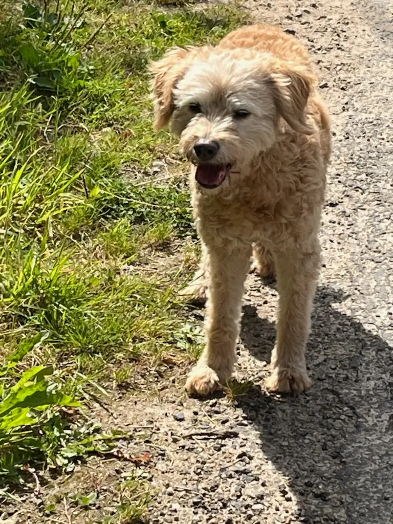 Chienne Trouvée 50 Manche