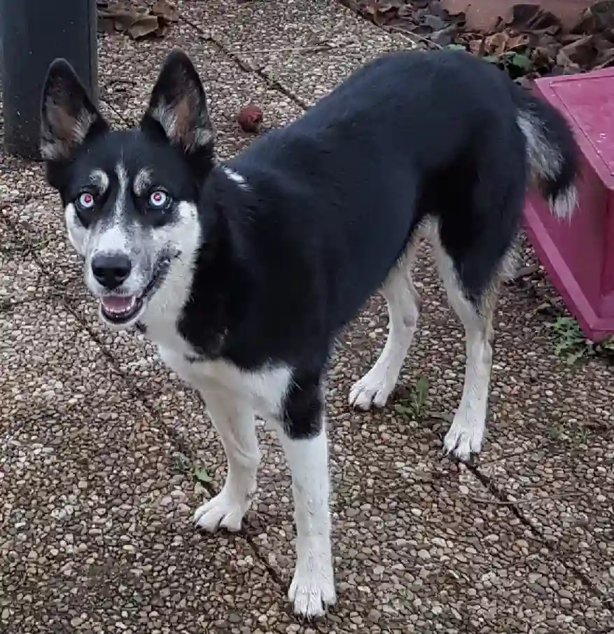 Chienne Trouvée 71 Saône-et-Loire - Lilou