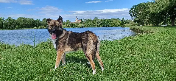 Chienne Trouvée 71 Saône-et-Loire