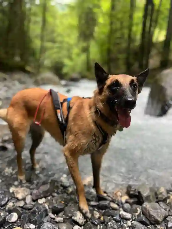 Chienne Trouvée 73 Savoie - Kyra