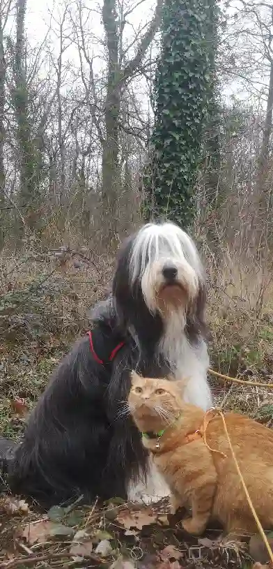 Chienne Trouvée 78 Yvelines - Rumba