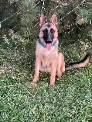 Chienne Trouvée 82 Tarn-et-Garonne - Vicky-et-peeper