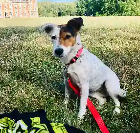 Chienne Trouvée 91 Essonne - Satine