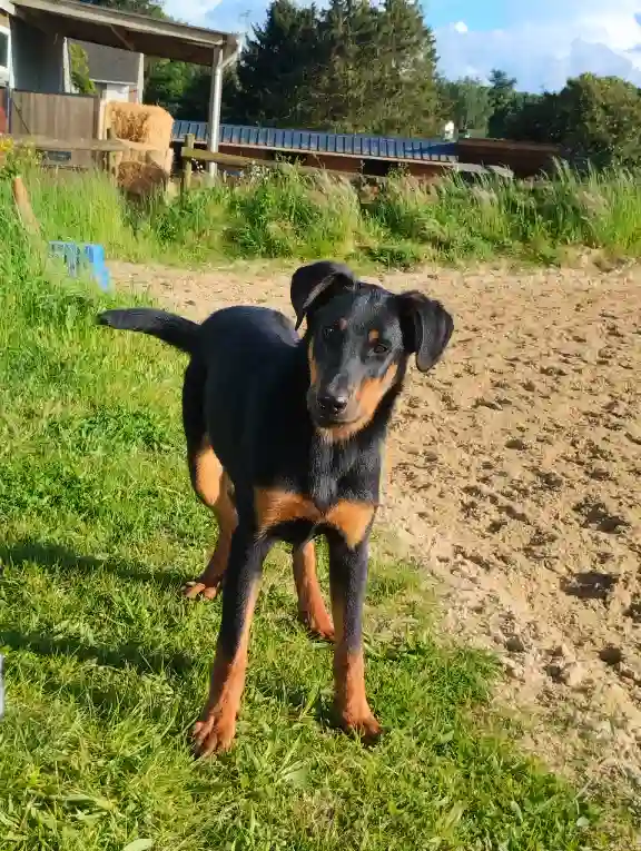 Chienne Trouvée 91 Essonne - Uma