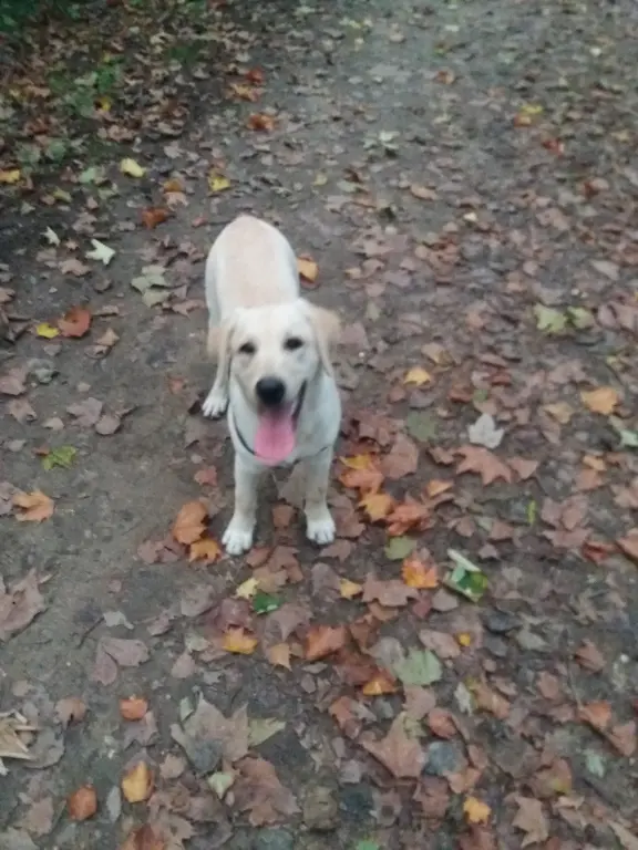 Chienne Trouvée 91 Essonne - Lucy